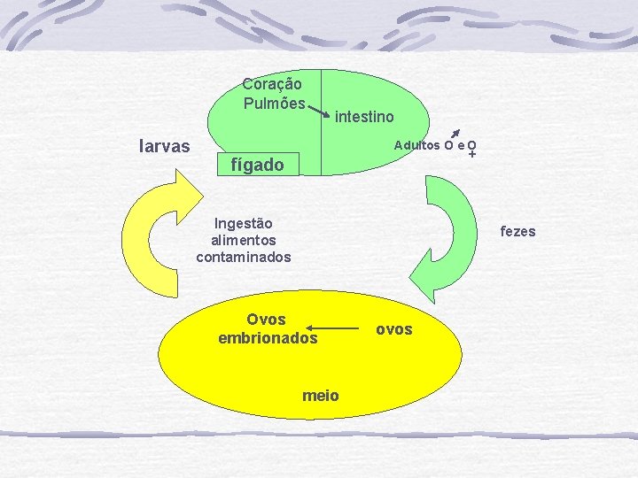 Coração Pulmões larvas intestino Adultos O e O + fígado Ingestão alimentos contaminados fezes