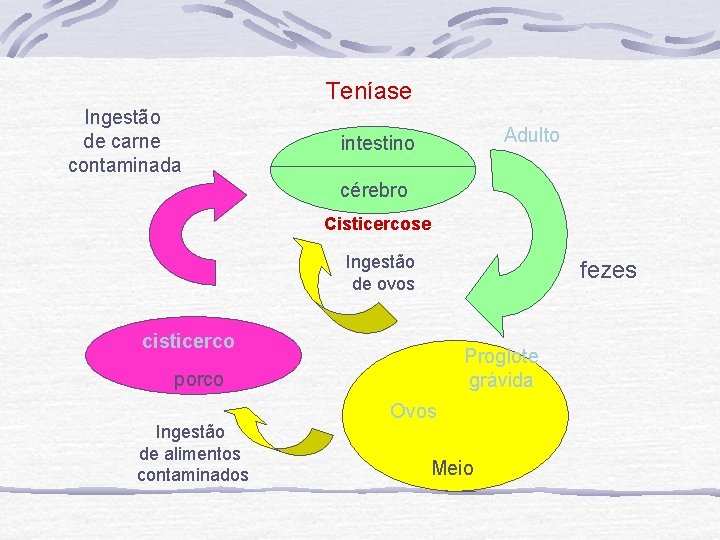 Teníase Ingestão de carne contaminada Adulto intestino cérebro Cisticercose Ingestão de ovos fezes cisticerco Teníase Ingestão de carne contaminada Adulto intestino cérebro Cisticercose Ingestão de ovos fezes cisticerco