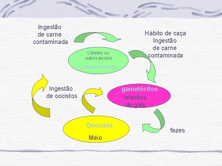 Ingestão de carne contaminada Cérebro ou outros tecidos Hábito de caça Ingestão de carne