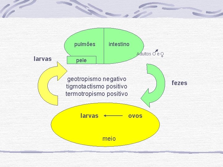 pulmões larvas intestino Adultos O e O + pele geotropismo negativo tigmotactismo positivo termotropismo