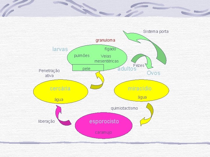Sistema porta granuloma larvas fígado pulmões Penetração ativa Veias mesentéricas Fezes adultos pele cercária