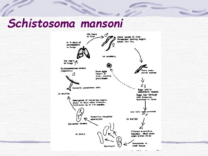 Schistosoma mansoni 