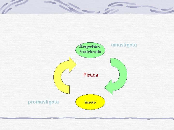 Hospedeiro Vertebrado Picada promastigota inseto amastigota 