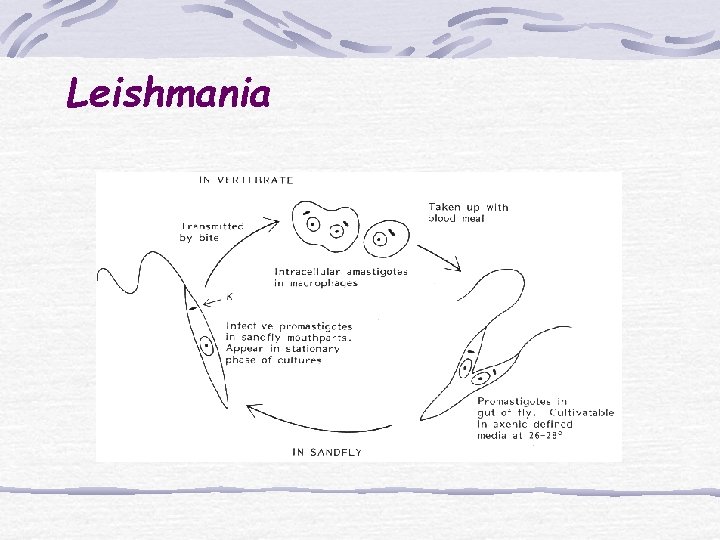 Leishmania 