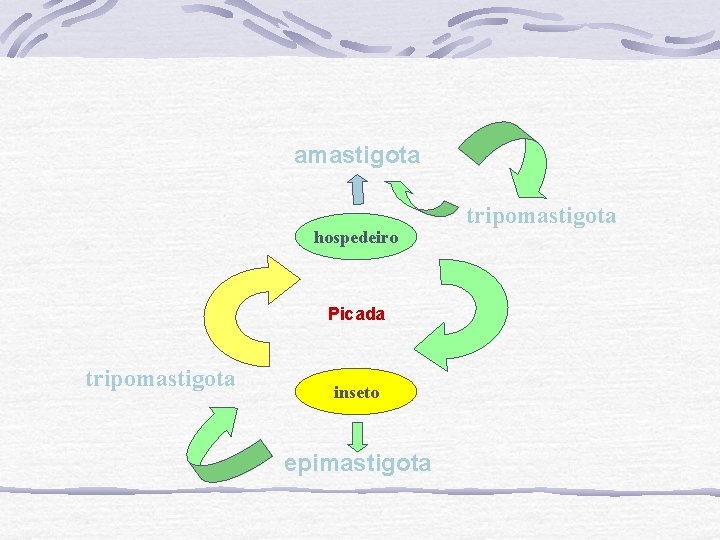 amastigota hospedeiro Picada tripomastigota inseto epimastigota tripomastigota 