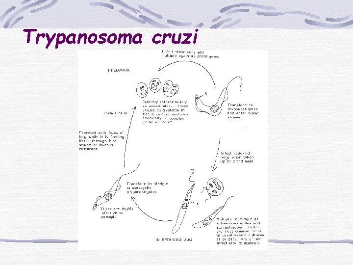 Trypanosoma cruzi 