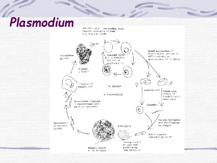 Plasmodium 