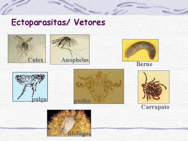 Ectoparasitas/ Vetores Culex pulga Anopheles piolho fitófagos Berne Carrapato 