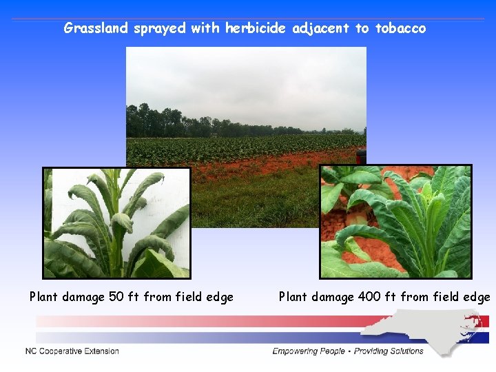 Grassland sprayed with herbicide adjacent to tobacco Plant damage 50 ft from field edge Grassland sprayed with herbicide adjacent to tobacco Plant damage 50 ft from field edge