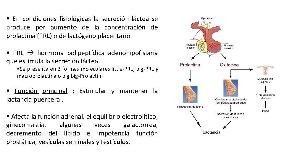 § En condiciones fisiológicas la secreción láctea se produce por aumento de la concentración