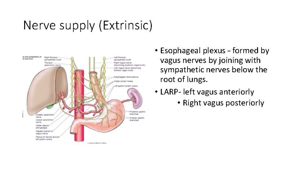 Nerve supply (Extrinsic) • Esophageal plexus – formed by vagus nerves by joining with