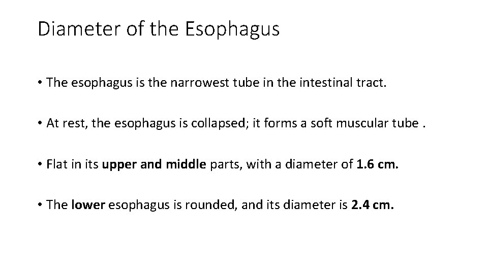 Diameter of the Esophagus • The esophagus is the narrowest tube in the intestinal