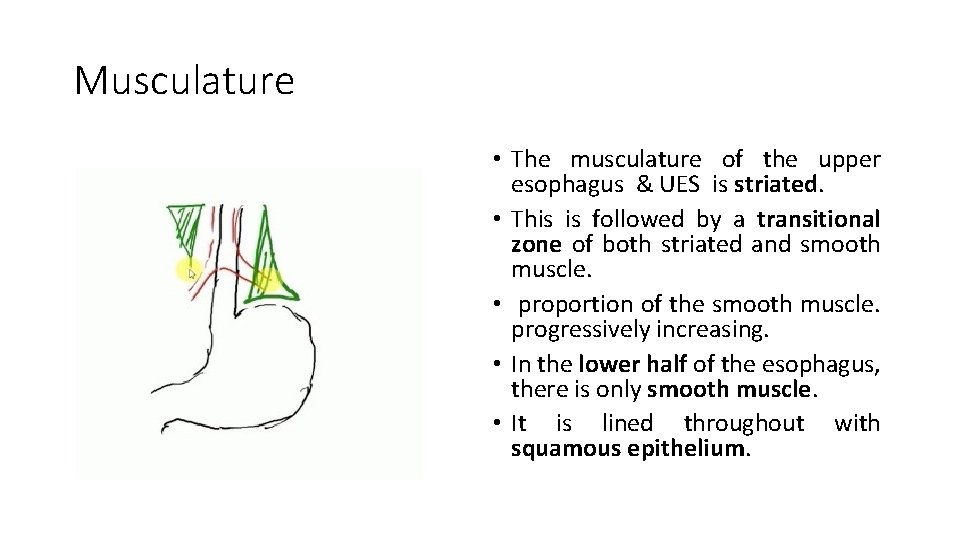 Musculature • The musculature of the upper esophagus & UES is striated. • This