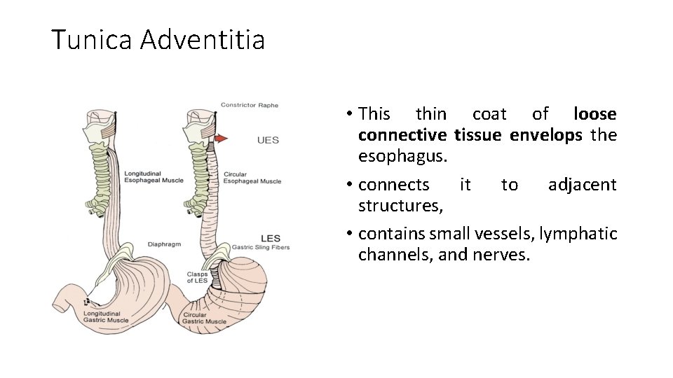 Tunica Adventitia • This thin coat of loose connective tissue envelops the esophagus. •