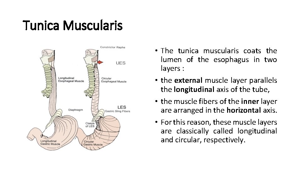 Tunica Muscularis • The tunica muscularis coats the lumen of the esophagus in two