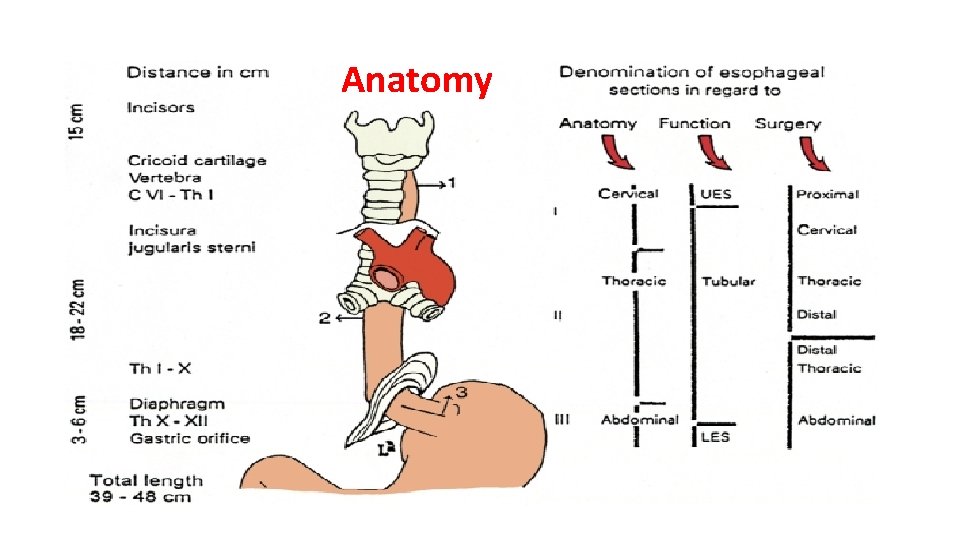 Anatomy 