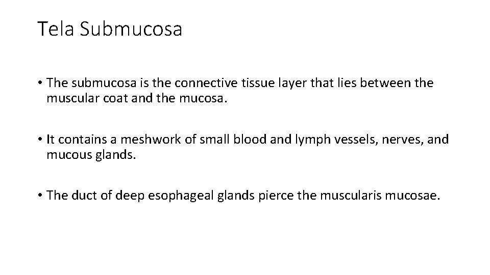 Tela Submucosa • The submucosa is the connective tissue layer that lies between the