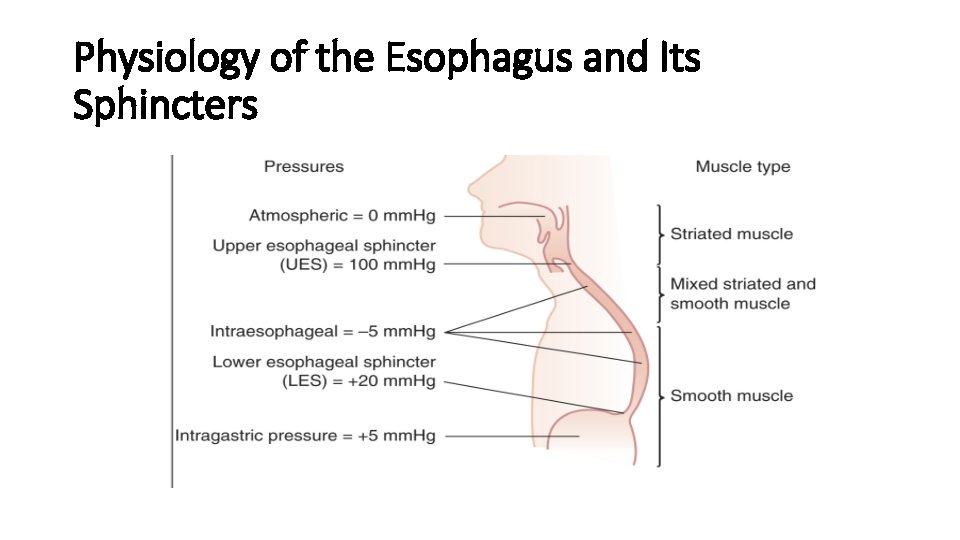 Physiology of the Esophagus and Its Sphincters 