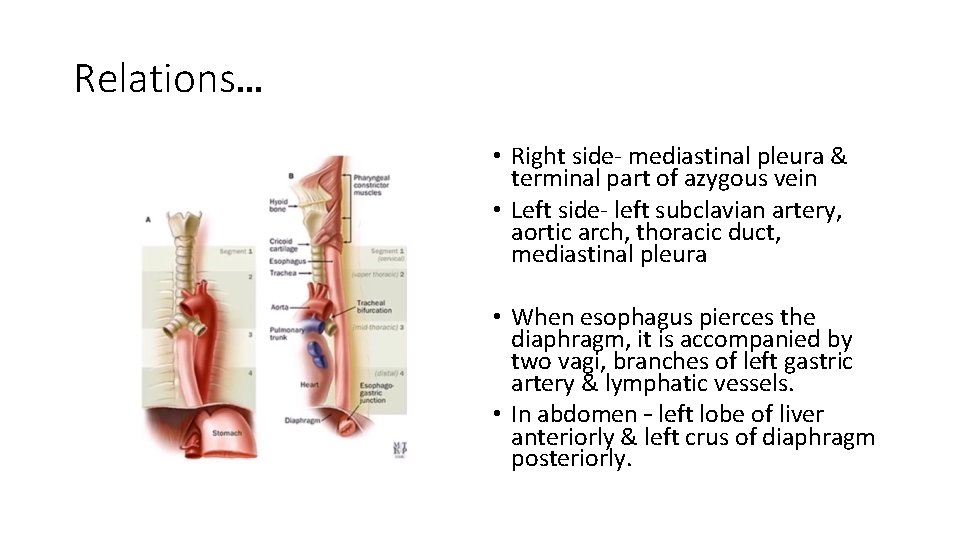 Relations… • Right side- mediastinal pleura & terminal part of azygous vein • Left