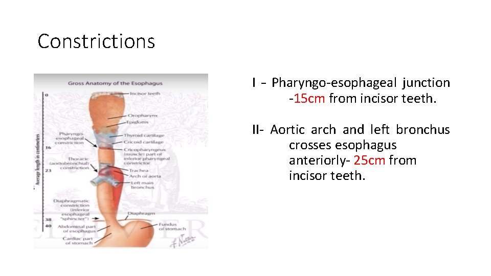 Constrictions I – Pharyngo-esophageal junction -15 cm from incisor teeth. II- Aortic arch and