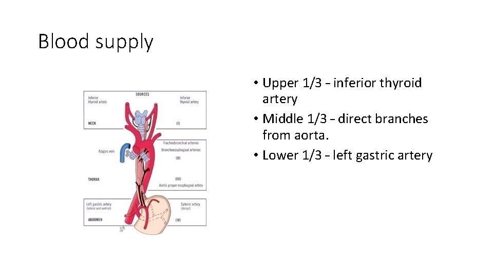 Blood supply • Upper 1/3 – inferior thyroid artery • Middle 1/3 – direct