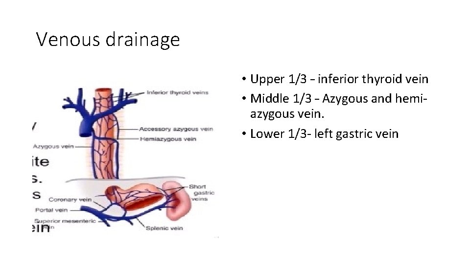 Venous drainage • Upper 1/3 – inferior thyroid vein • Middle 1/3 – Azygous