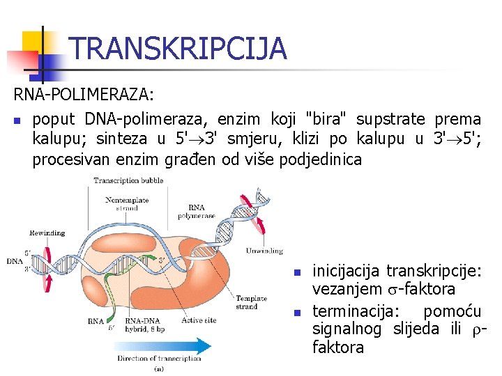 TRANSKRIPCIJA RNA-POLIMERAZA: n poput DNA-polimeraza, enzim koji "bira" supstrate prema kalupu; sinteza u 5'