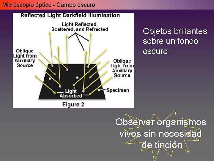 Microscopio óptico - Campo oscuro Objetos brillantes sobre un fondo oscuro Observar organismos vivos Microscopio óptico - Campo oscuro Objetos brillantes sobre un fondo oscuro Observar organismos vivos