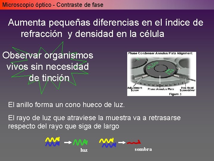 Microscopio óptico - Contraste de fase Aumenta pequeñas diferencias en el índice de refracción Microscopio óptico - Contraste de fase Aumenta pequeñas diferencias en el índice de refracción