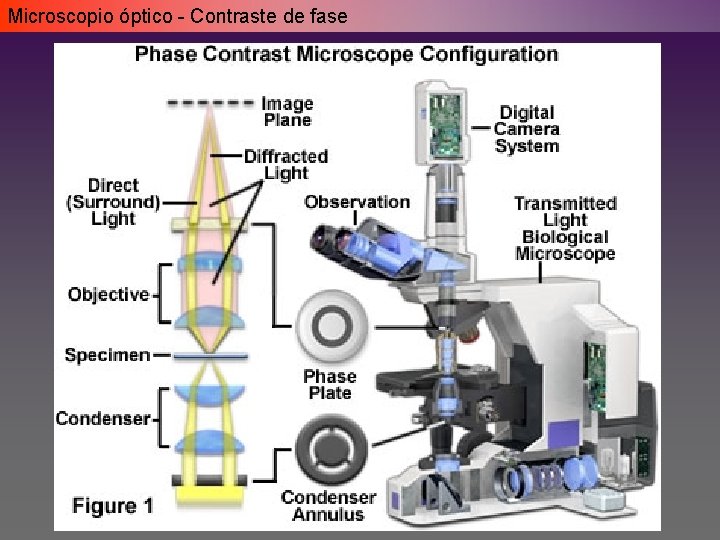 Microscopio óptico - Contraste de fase Microscopio óptico - Contraste de fase