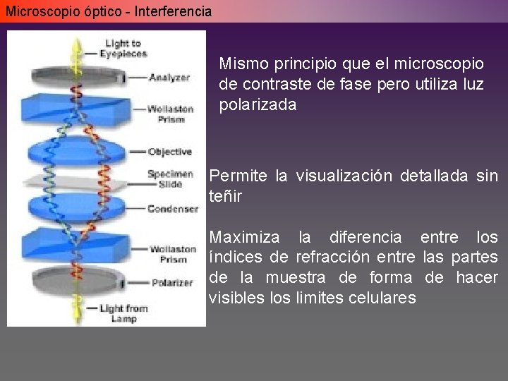 Microscopio óptico - Interferencia Mismo principio que el microscopio de contraste de fase pero Microscopio óptico - Interferencia Mismo principio que el microscopio de contraste de fase pero