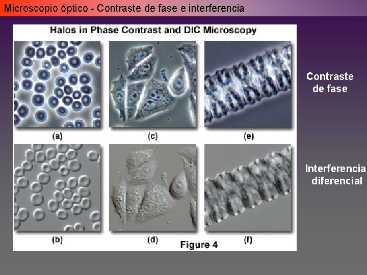 Microscopio óptico - Contraste de fase e interferencia Contraste de fase Interferencia diferencial Microscopio óptico - Contraste de fase e interferencia Contraste de fase Interferencia diferencial