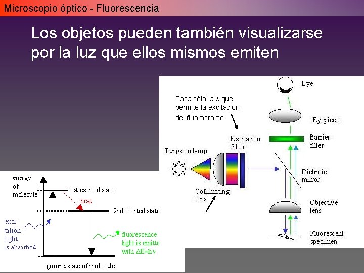 Microscopio óptico - Fluorescencia Los objetos pueden también visualizarse por la luz que ellos Microscopio óptico - Fluorescencia Los objetos pueden también visualizarse por la luz que ellos