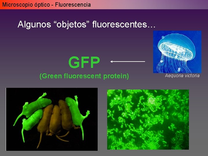 Microscopio óptico - Fluorescencia Algunos “objetos” fluorescentes… GFP (Green fluorescent protein) Aequoria victoria Microscopio óptico - Fluorescencia Algunos “objetos” fluorescentes… GFP (Green fluorescent protein) Aequoria victoria