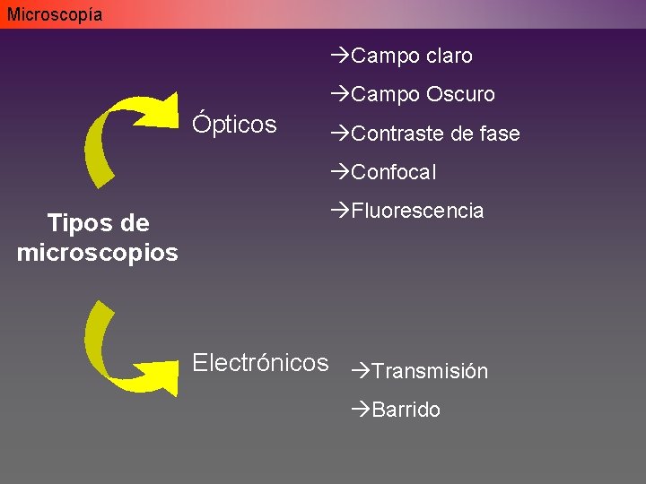 Microscopía àCampo claro àCampo Oscuro Ópticos àContraste de fase àConfocal Tipos de microscopios àFluorescencia Microscopía àCampo claro àCampo Oscuro Ópticos àContraste de fase àConfocal Tipos de microscopios àFluorescencia