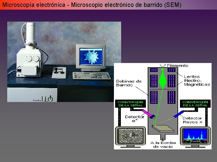 Microscopía electrónica - Microscopio electrónico de barrido (SEM) Microscopía electrónica - Microscopio electrónico de barrido (SEM)