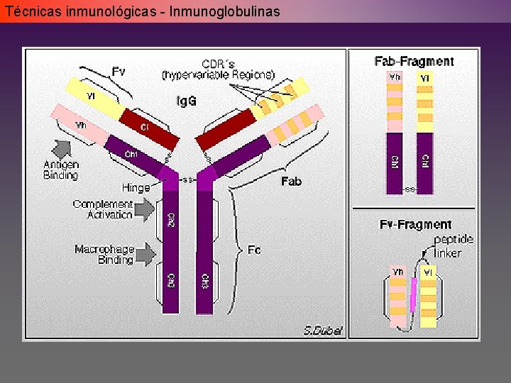 Técnicas inmunológicas - Inmunoglobulinas Técnicas inmunológicas - Inmunoglobulinas