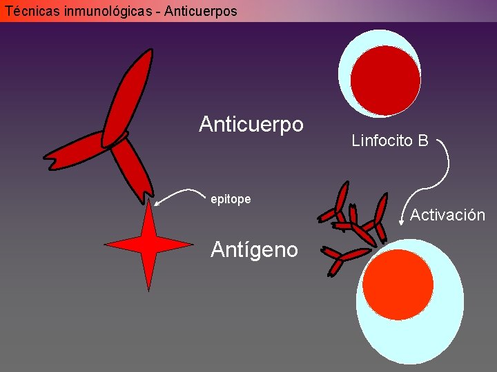 Técnicas inmunológicas - Anticuerpos Anticuerpo epitope Antígeno Linfocito B Activación Técnicas inmunológicas - Anticuerpos Anticuerpo epitope Antígeno Linfocito B Activación