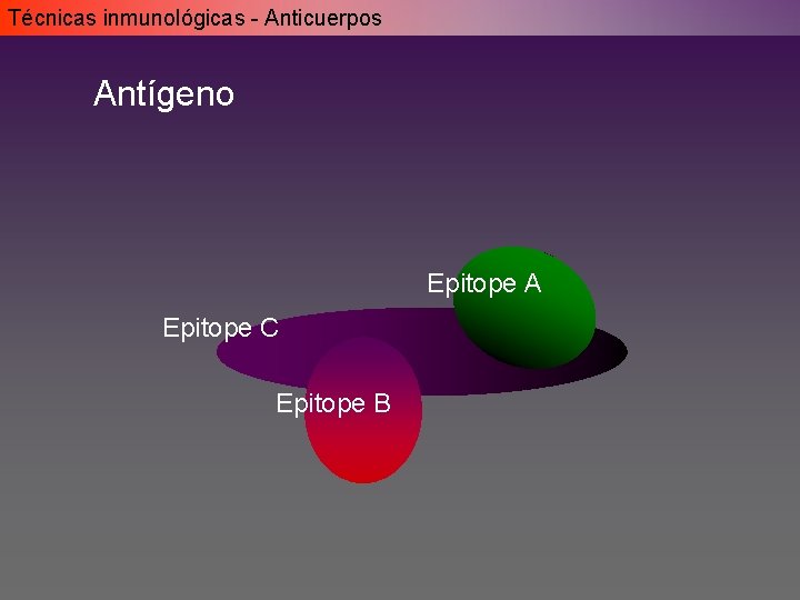 Técnicas inmunológicas - Anticuerpos Antígeno Epitope A Epitope C Epitope B Técnicas inmunológicas - Anticuerpos Antígeno Epitope A Epitope C Epitope B