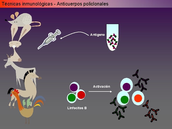 Técnicas inmunológicas - Anticuerpos policlonales Antigeno Activación Linfocitos B Técnicas inmunológicas - Anticuerpos policlonales Antigeno Activación Linfocitos B