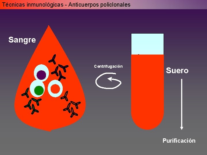 Técnicas inmunológicas - Anticuerpos policlonales Sangre Centrifugación Suero Purificación Técnicas inmunológicas - Anticuerpos policlonales Sangre Centrifugación Suero Purificación