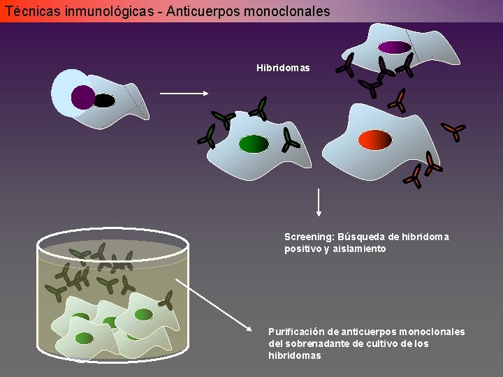 Técnicas inmunológicas - Anticuerpos monoclonales Hibridomas Screening: Búsqueda de hibridoma positivo y aislamiento Purificación Técnicas inmunológicas - Anticuerpos monoclonales Hibridomas Screening: Búsqueda de hibridoma positivo y aislamiento Purificación