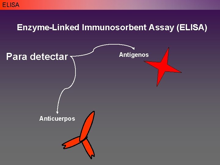 ELISA Enzyme-Linked Immunosorbent Assay (ELISA) Para detectar Anticuerpos Antígenos ELISA Enzyme-Linked Immunosorbent Assay (ELISA) Para detectar Anticuerpos Antígenos