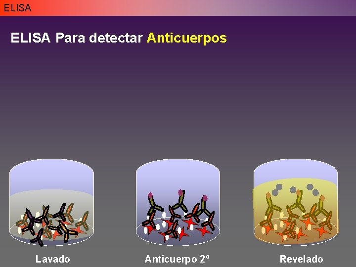 ELISA Para detectar Anticuerpos Lavado Anticuerpo 2º Revelado ELISA Para detectar Anticuerpos Lavado Anticuerpo 2º Revelado
