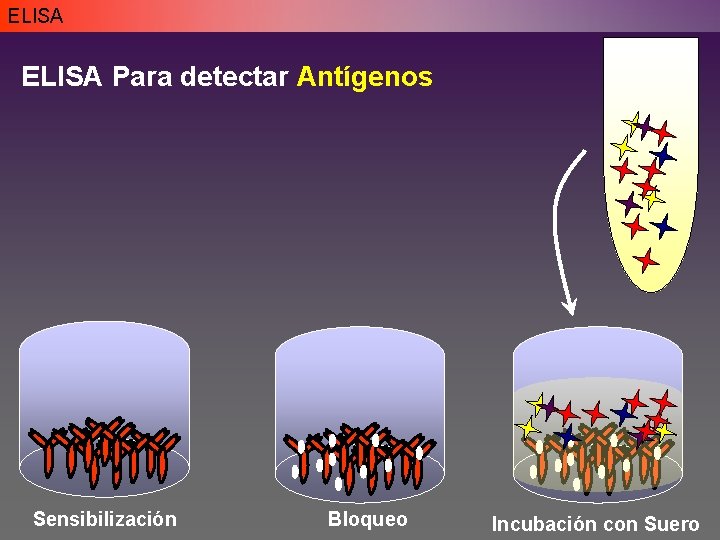 ELISA Para detectar Antígenos Sensibilización Bloqueo Incubación con Suero ELISA Para detectar Antígenos Sensibilización Bloqueo Incubación con Suero