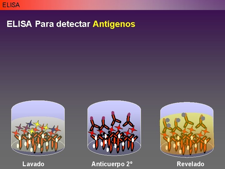 ELISA Para detectar Antígenos Lavado Anticuerpo 2º Revelado ELISA Para detectar Antígenos Lavado Anticuerpo 2º Revelado