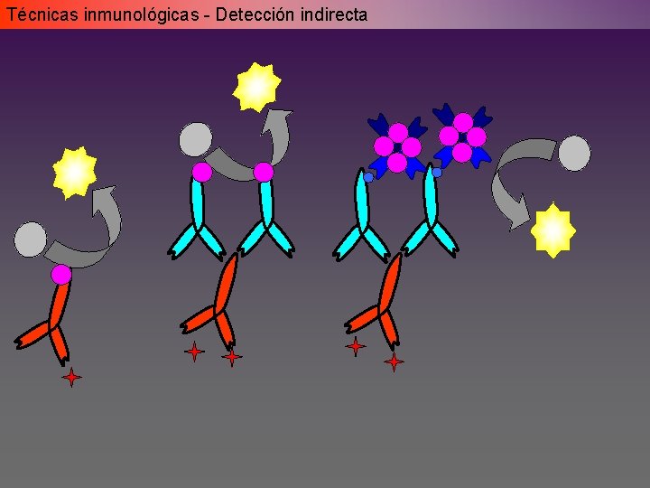Técnicas inmunológicas - Detección indirecta Técnicas inmunológicas - Detección indirecta