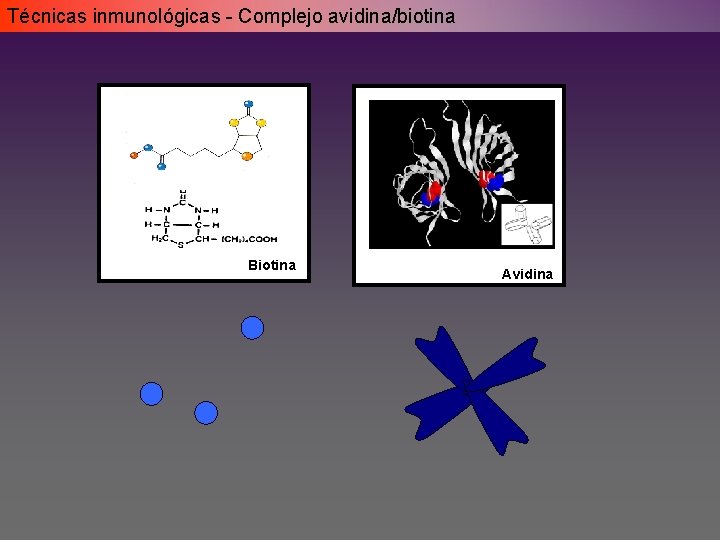 Técnicas inmunológicas - Complejo avidina/biotina Biotina Avidina Técnicas inmunológicas - Complejo avidina/biotina Biotina Avidina