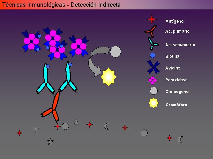 Técnicas inmunológicas - Detección indirecta Antígeno Ac. primario Ac. secundario Biotina Avidina Peroxidasa Cromógeno Técnicas inmunológicas - Detección indirecta Antígeno Ac. primario Ac. secundario Biotina Avidina Peroxidasa Cromógeno