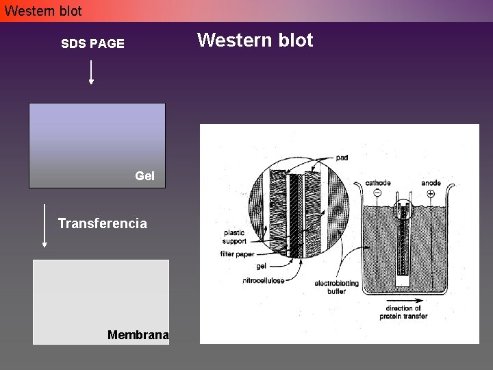 Western blot SDS PAGE Gel Transferencia Membrana Western blot SDS PAGE Gel Transferencia Membrana